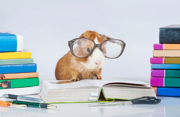 Impacts du nouveau cadre r&eacute;glementaire de mise en &oelig;uvre de l&rsquo;alternance int&eacute;grative pour les formations du travail social de niveau III (2020)